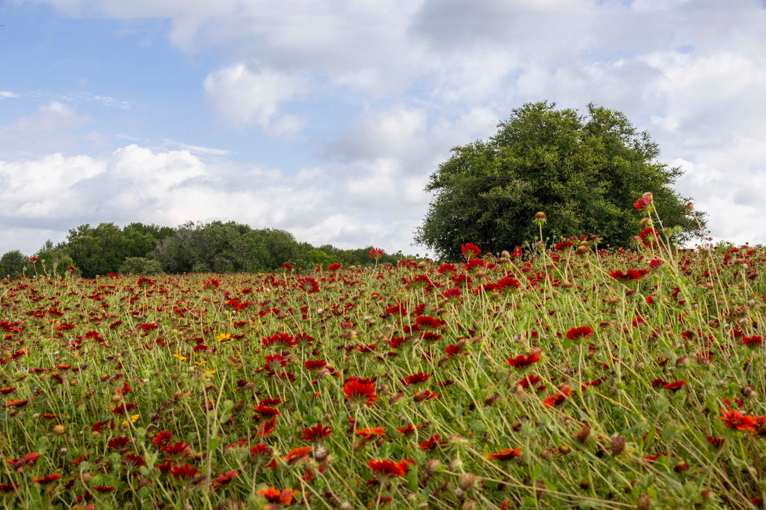 Wild Harvested Yaupon: Does Sourcing Really Matter?