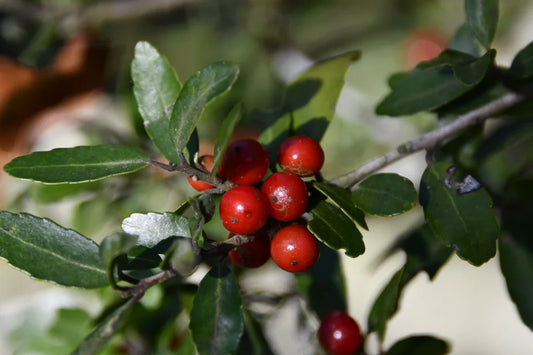 Yaupon Holly Leaves: Your Questions Answered