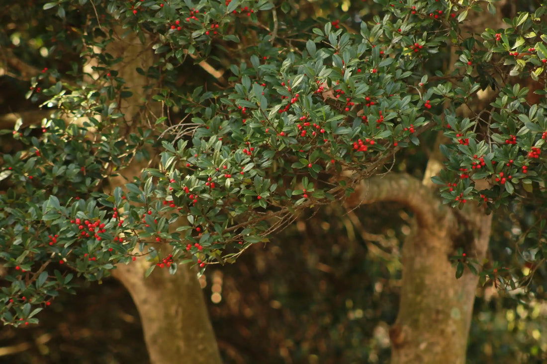 Health Benefits of North America's Native Tea Plants, Compared