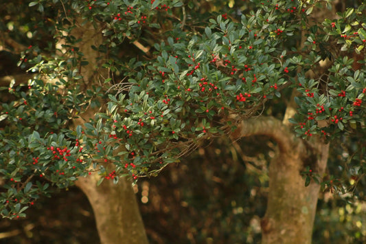 Health Benefits of North America's Native Tea Plants, Compared