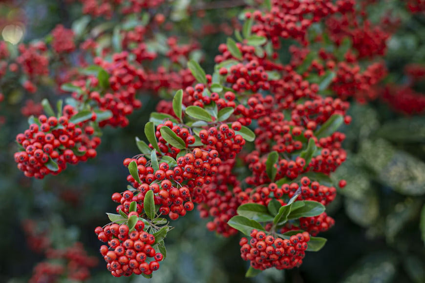 Yaupon Holly for Sale Near Me: A Buyer's Guide