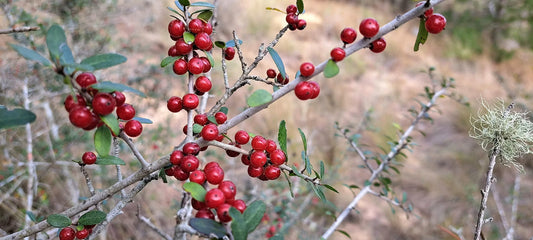 Yaupon Holly for Sale: What to Know Before Buying