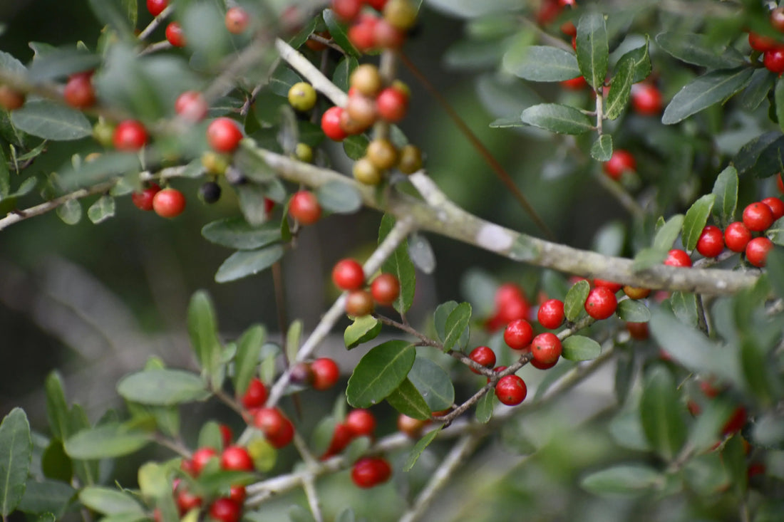 A close-up of a wild Yaupon holly branch in the woods, explaining what is yaupon tea by highlighting its characteristic smooth scalloped leaves, light splotched bark, and dense clusters of small red berries.