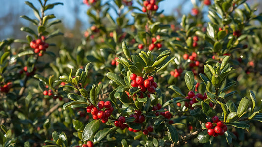 A sunlit, dense wild Yaupon Holly in Texas showcasing its signature small, smooth scalloped green leaves and vibrant clusters of bright red berries.