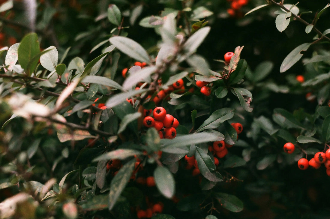 A detailed view of a Yaupon holly shrub, which is North America's only native caffeinated plant, showcasing deep green leaves and clusters of bright red berries.