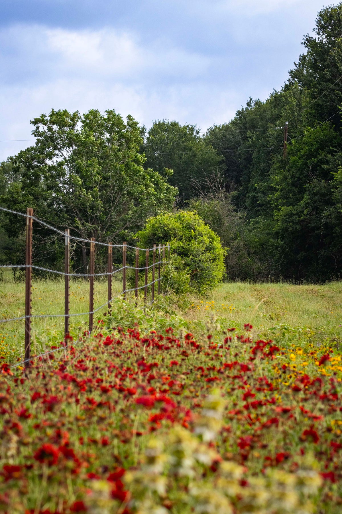 A barbed-wire fence line running through a field filled with vibrant red and yellow wildflowers, leading toward a wooded area under a cloudy sky.
