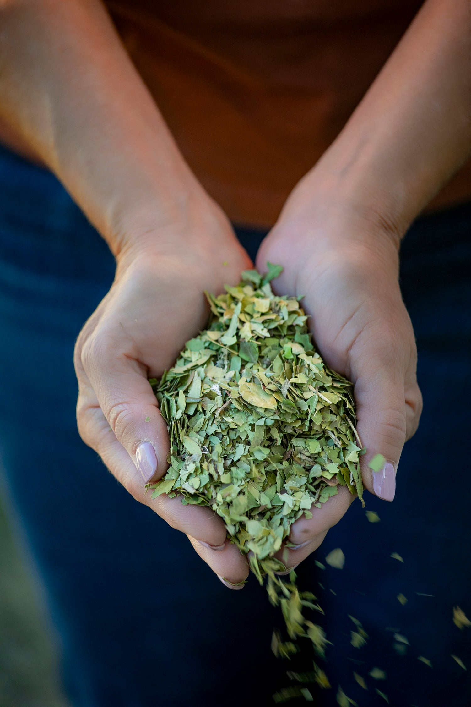 A close-up of a pair of hands holding a pile of fresh Green Yaupon tea leaves, representing the Indigenous heritage and authentic crafting of Catawba Yaupon Tea.