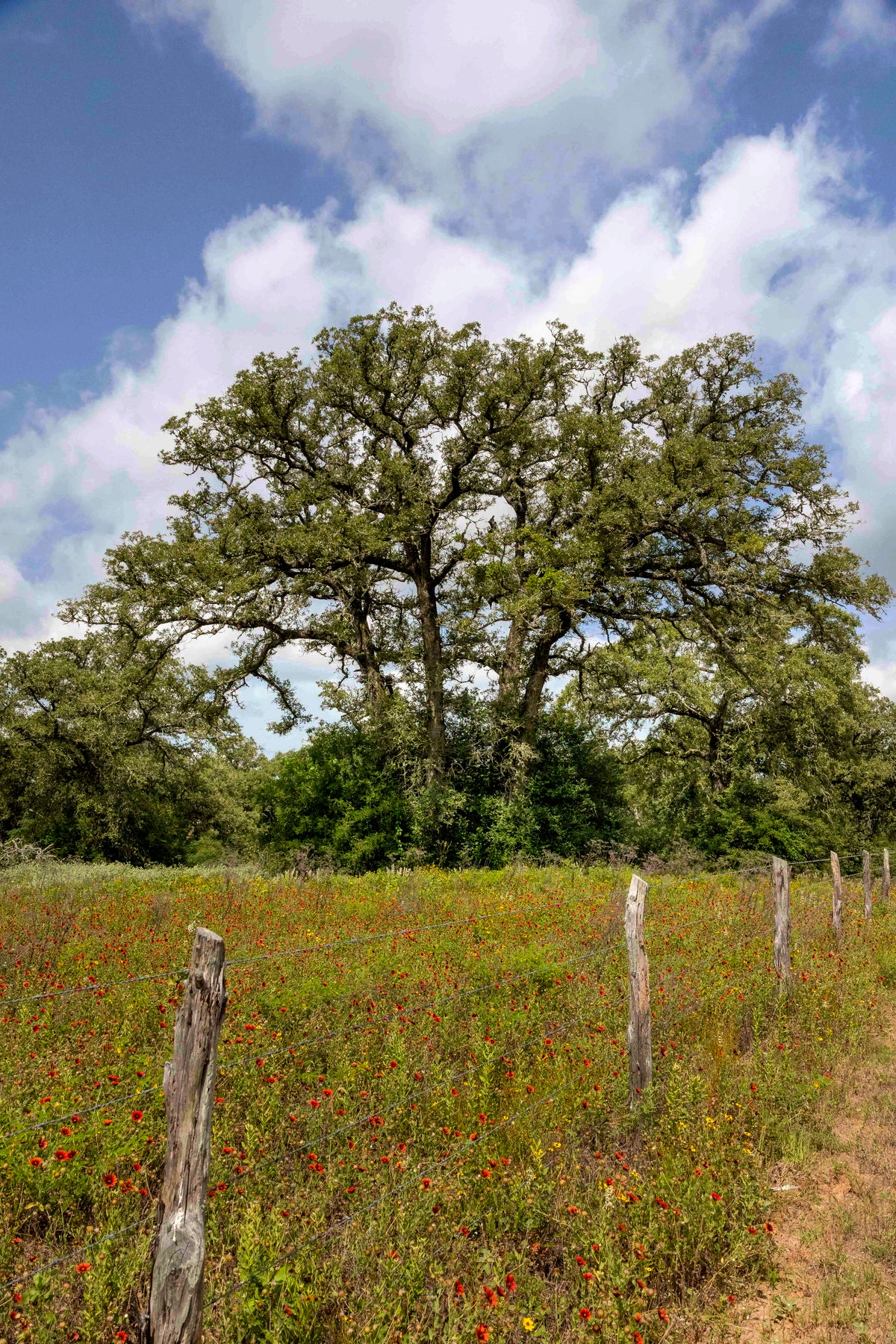 A scenic landscape photograph featuring a large, sprawling Yaupon tree rising above a vibrant meadow of wildflowers, bordered by a rustic barbed-wire fence under a bright, cloudy sky.