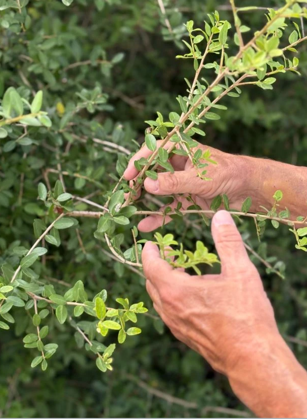 Close-up of hands carefully hand-pruning a wild Yaupon Holly bush, demonstrating sustainable harvesting practices and eco-friendly farming.