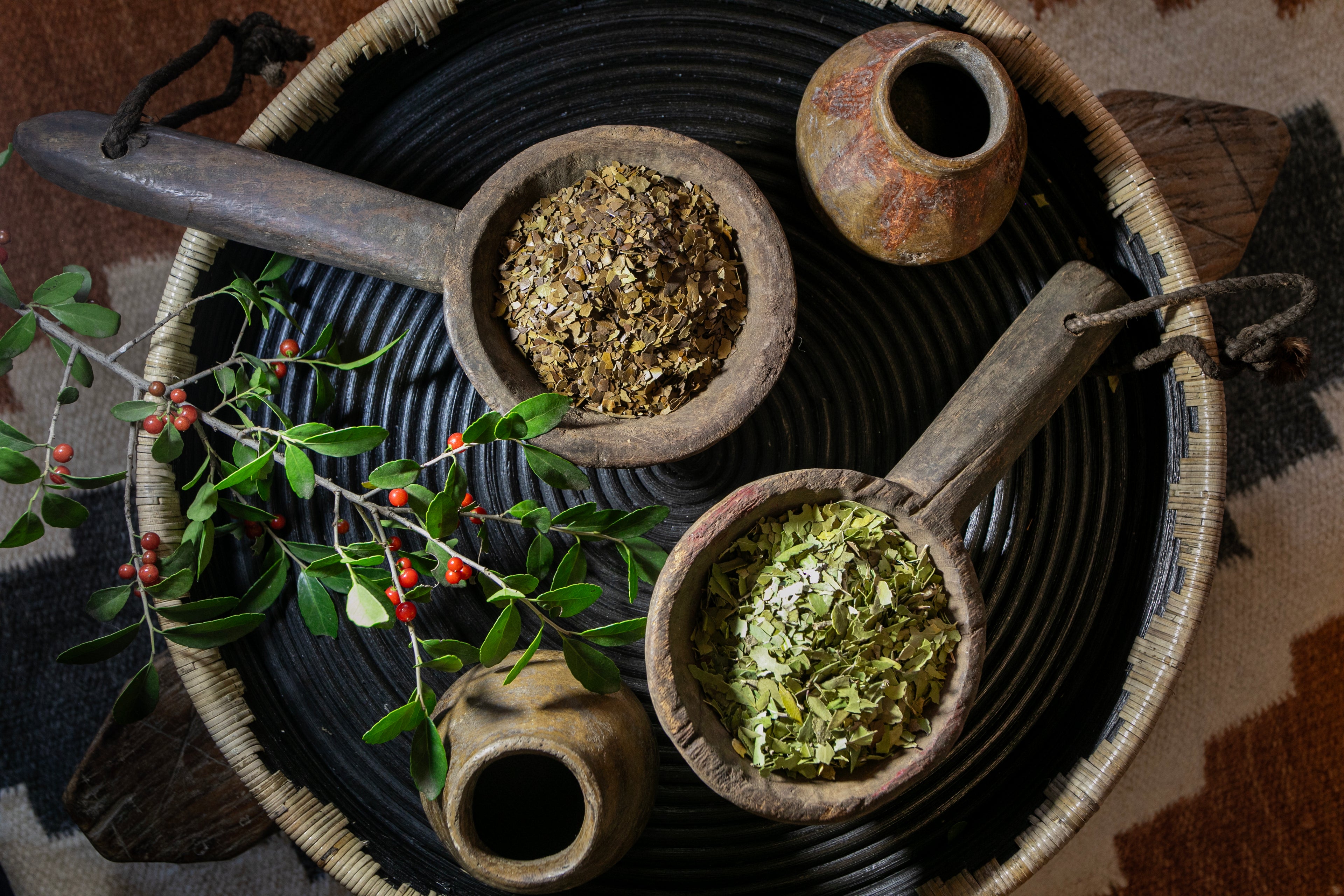 A top-down view of two wooden scoops containing Dark Roast and Green Yaupon tea leaves, surrounded by rustic pottery and fresh holly berries on a woven tray.