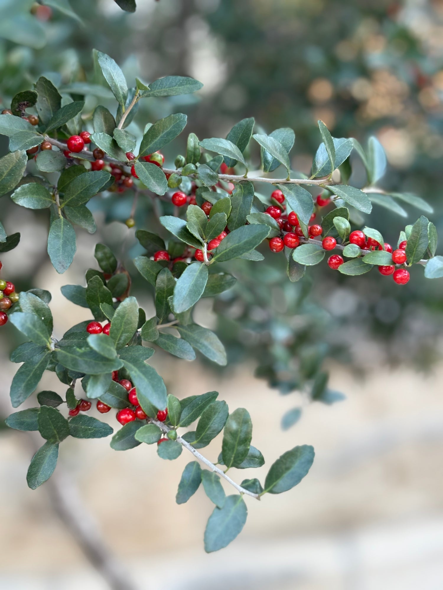 A close-up shot of a wild Yaupon Holly branch with vibrant red berries and green leaves, the only naturally caffeinated plant native to North America.