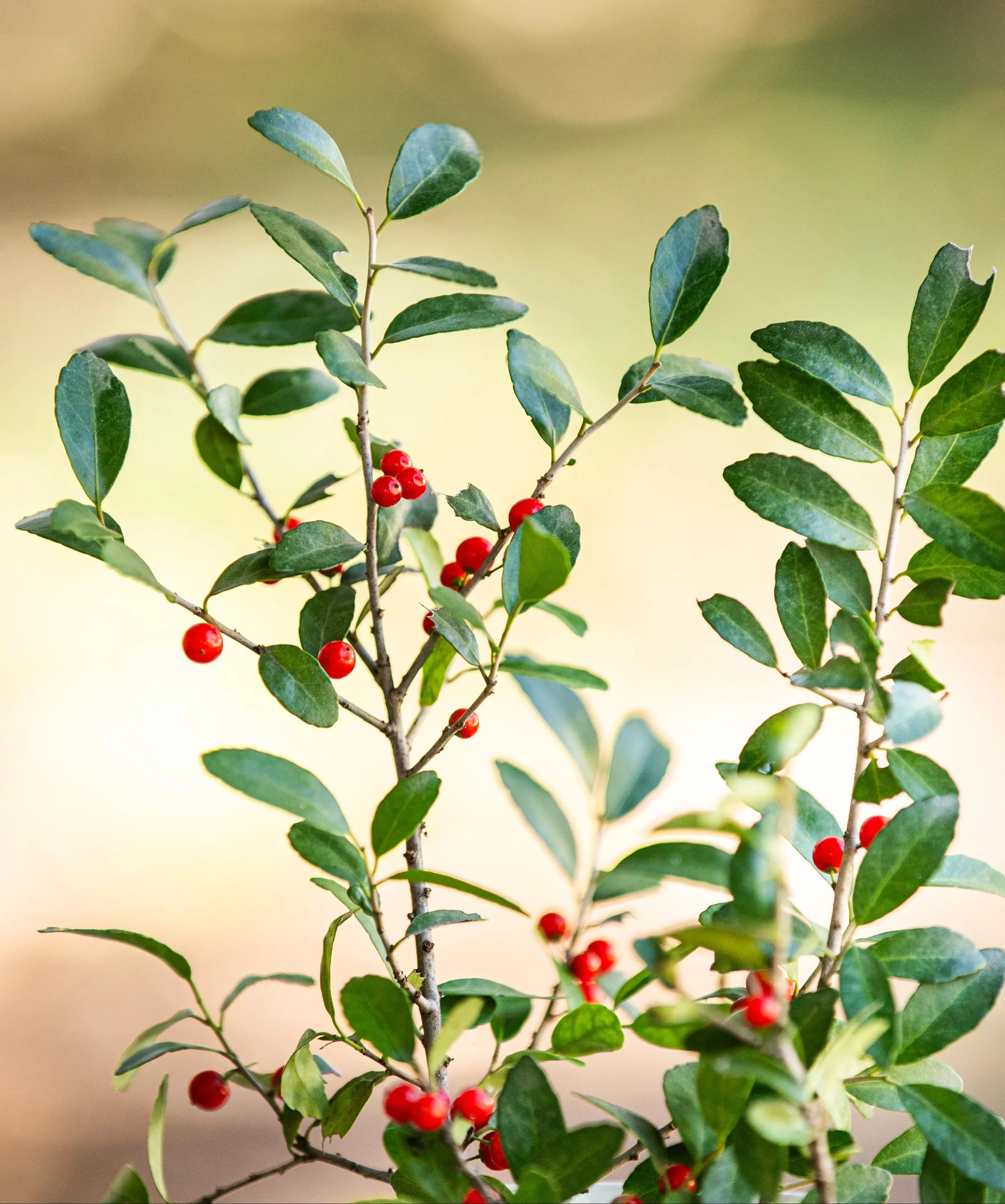 Bright red berries grow along the slender branches of a wild yaupon holly bush with small green serrated leaves.