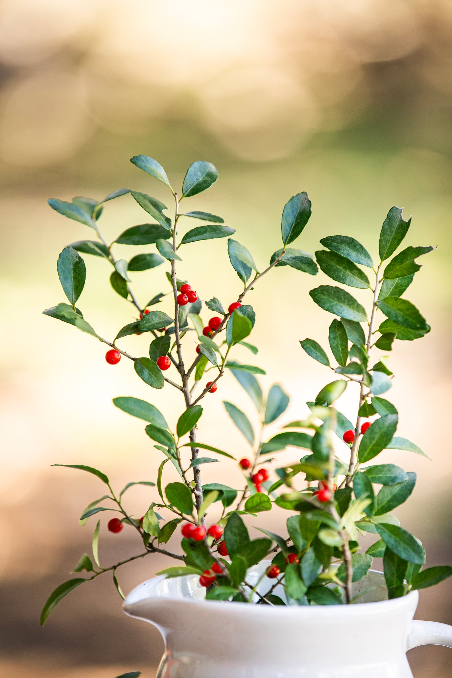 A vibrant Yaupon Holly branch with green leaves and small red berries in a white ceramic pitcher, highlighting the native North American tea plant.