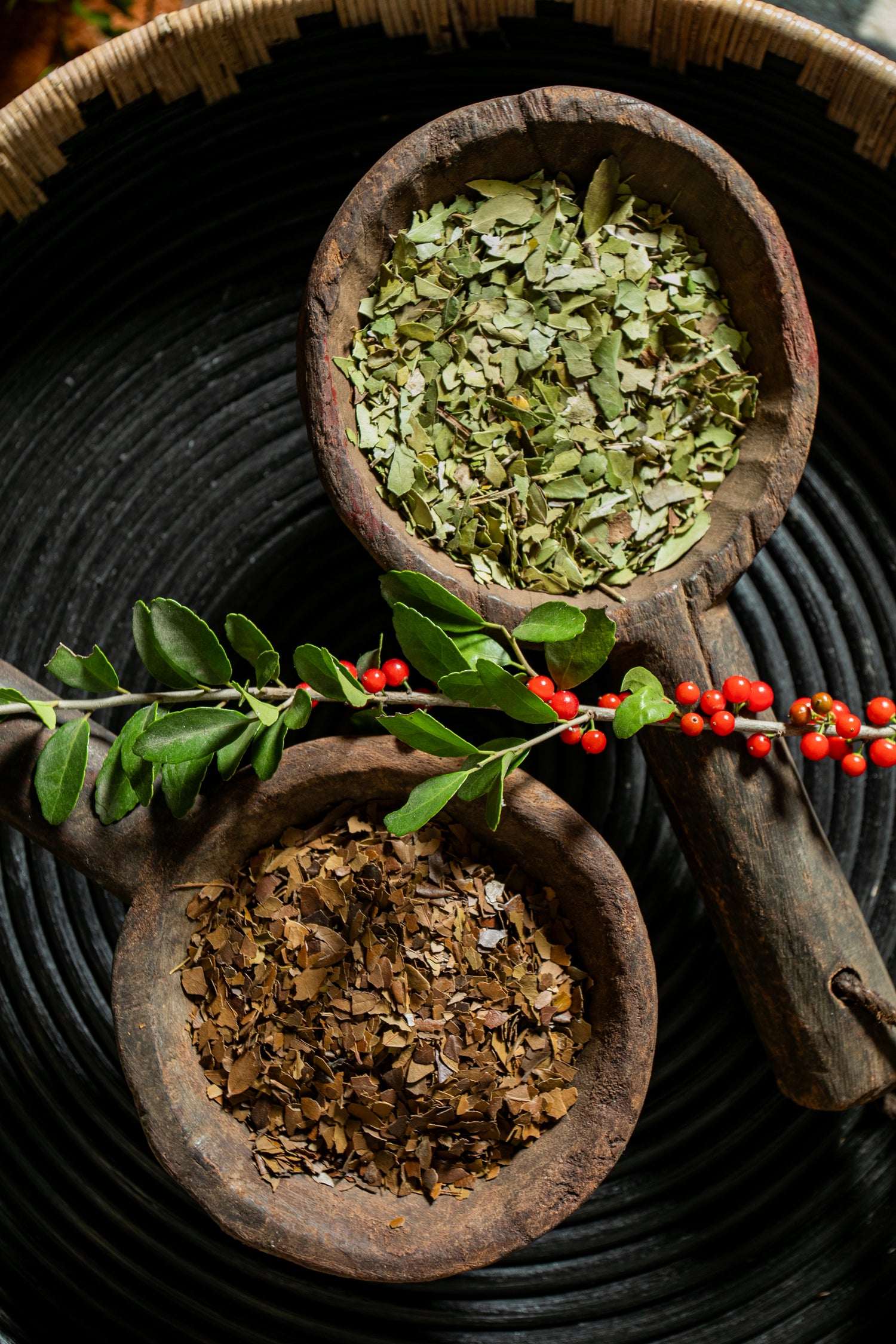 Dried green and roasted Yaupon tea leaves in wooden spoons alongside a fresh holly branch, showcasing the natural source of antioxidants and caffeine.